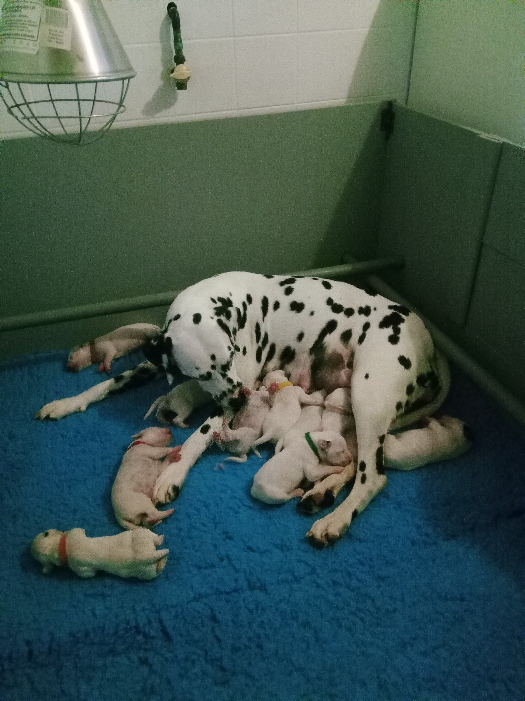 Chiot Dalmatien Des Dalmas Du Lac