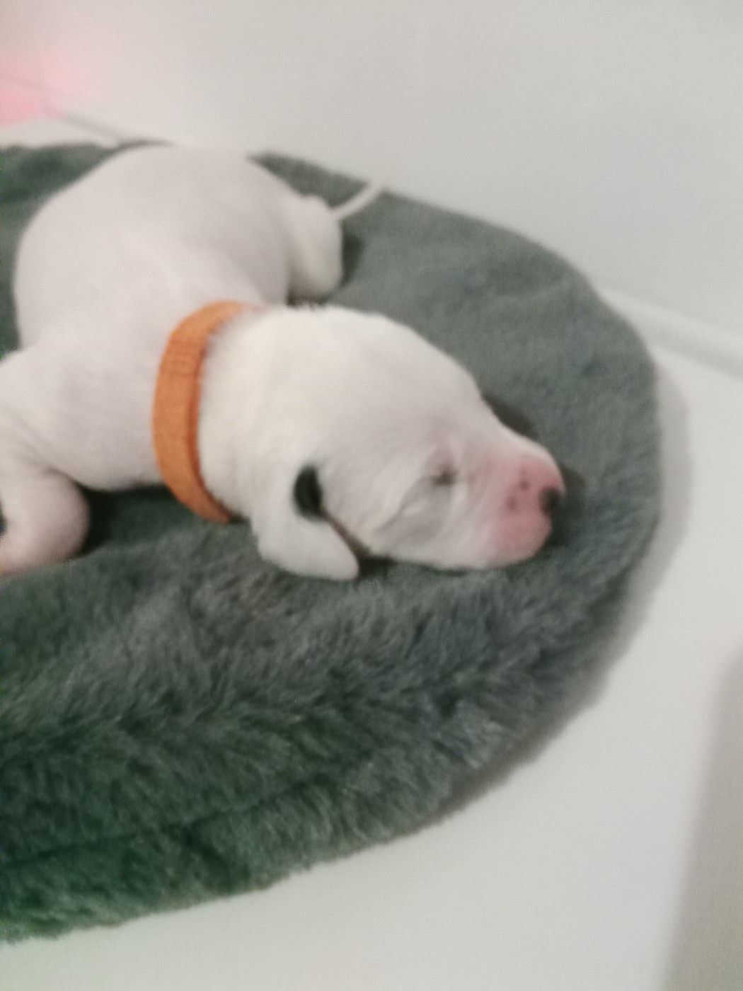 Des Dalmas Du Lac - Chiots disponibles - Dalmatien