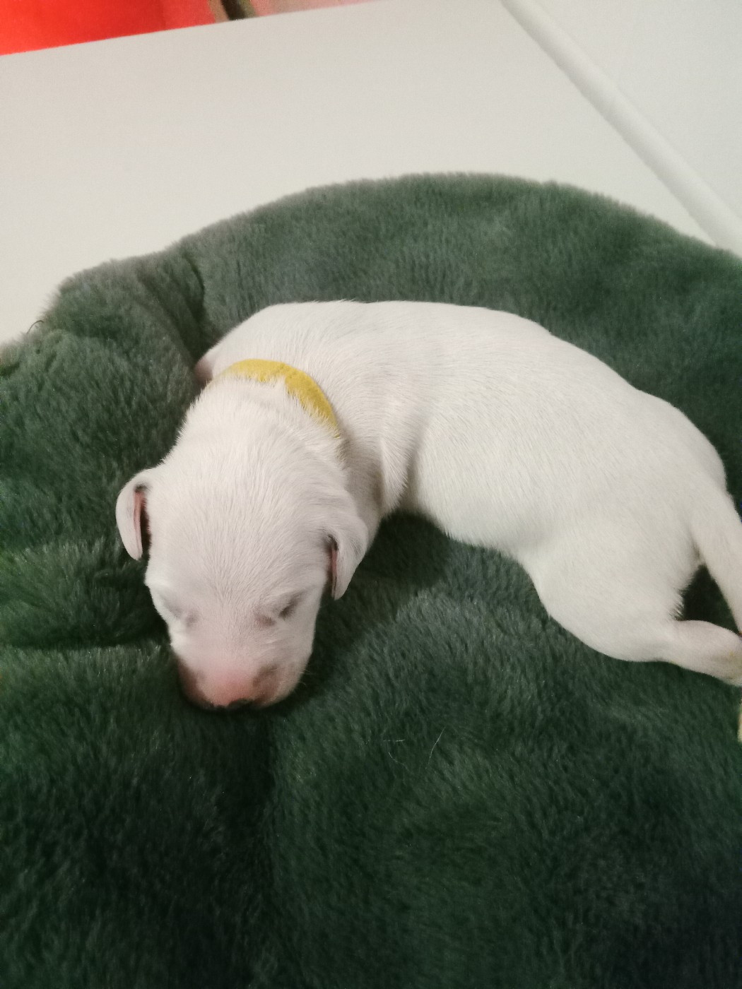 Des Dalmas Du Lac - Chiots disponibles - Dalmatien