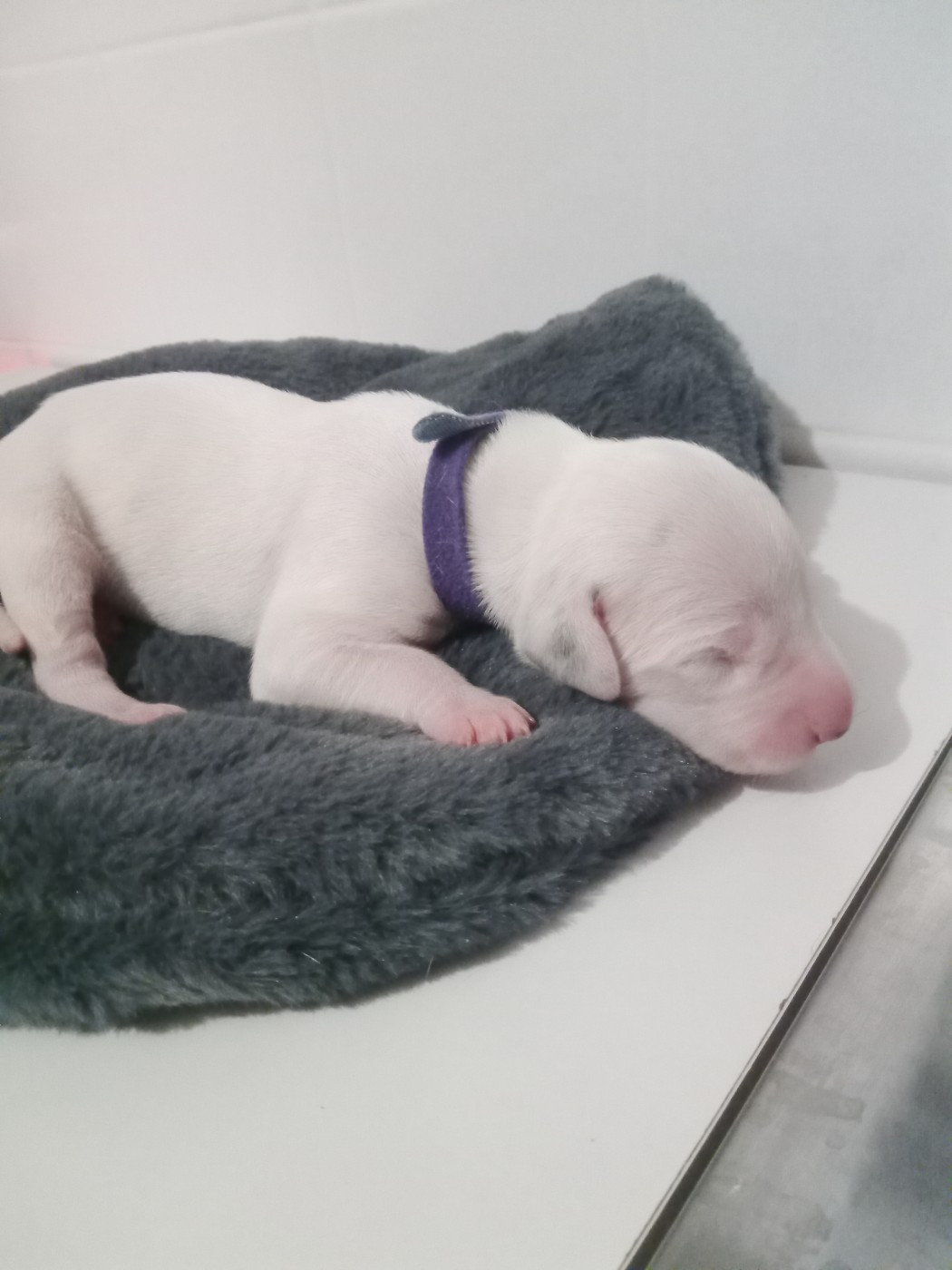 Des Dalmas Du Lac - Chiots disponibles - Dalmatien