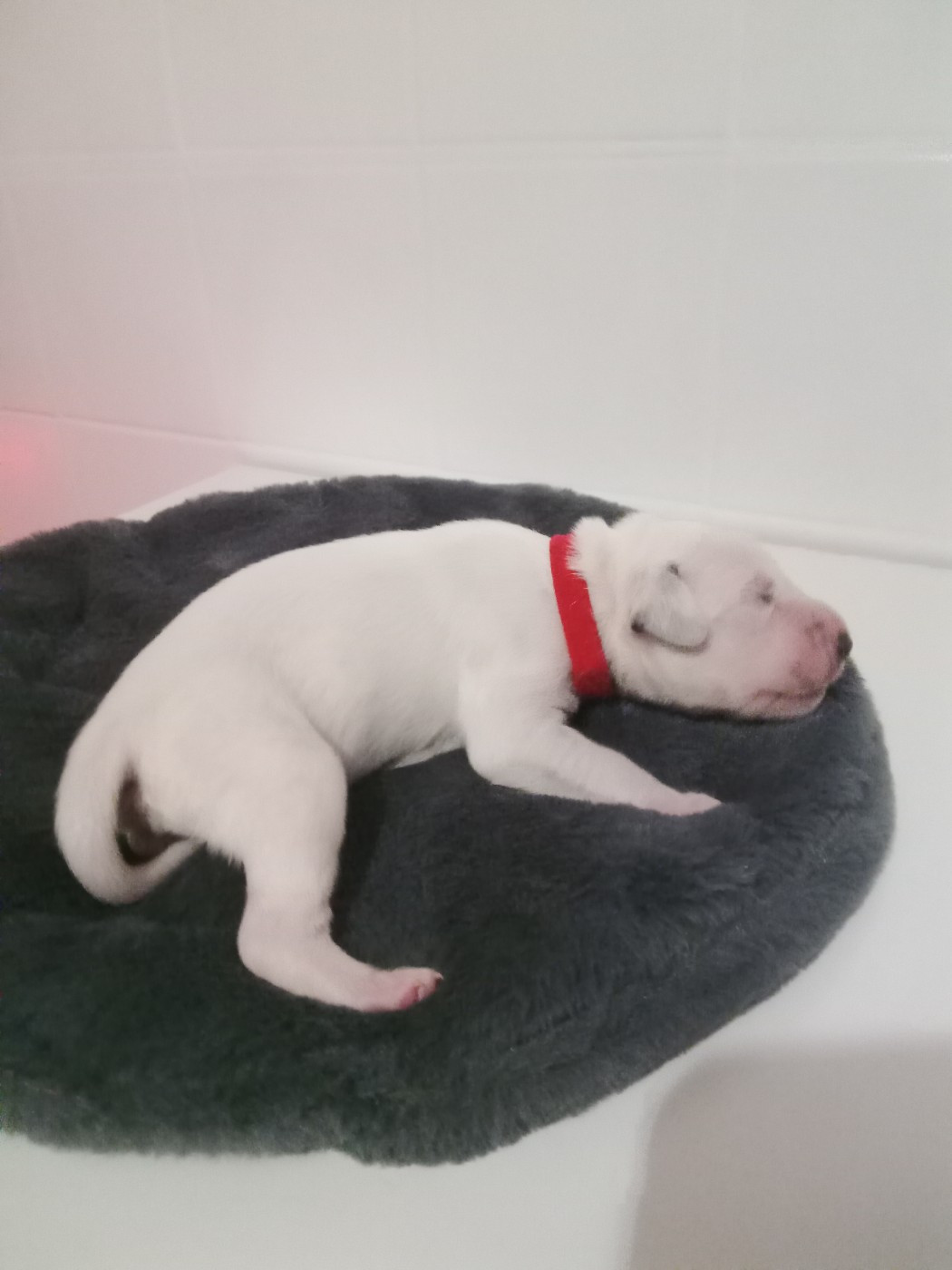 Des Dalmas Du Lac - Chiots disponibles - Dalmatien