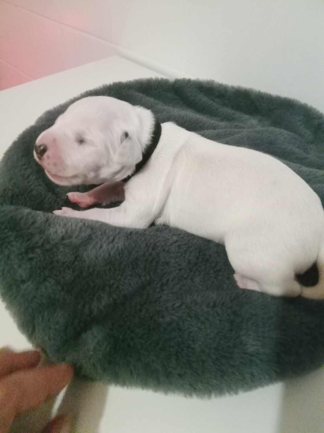 Des Dalmas Du Lac - Chiots disponibles - Dalmatien