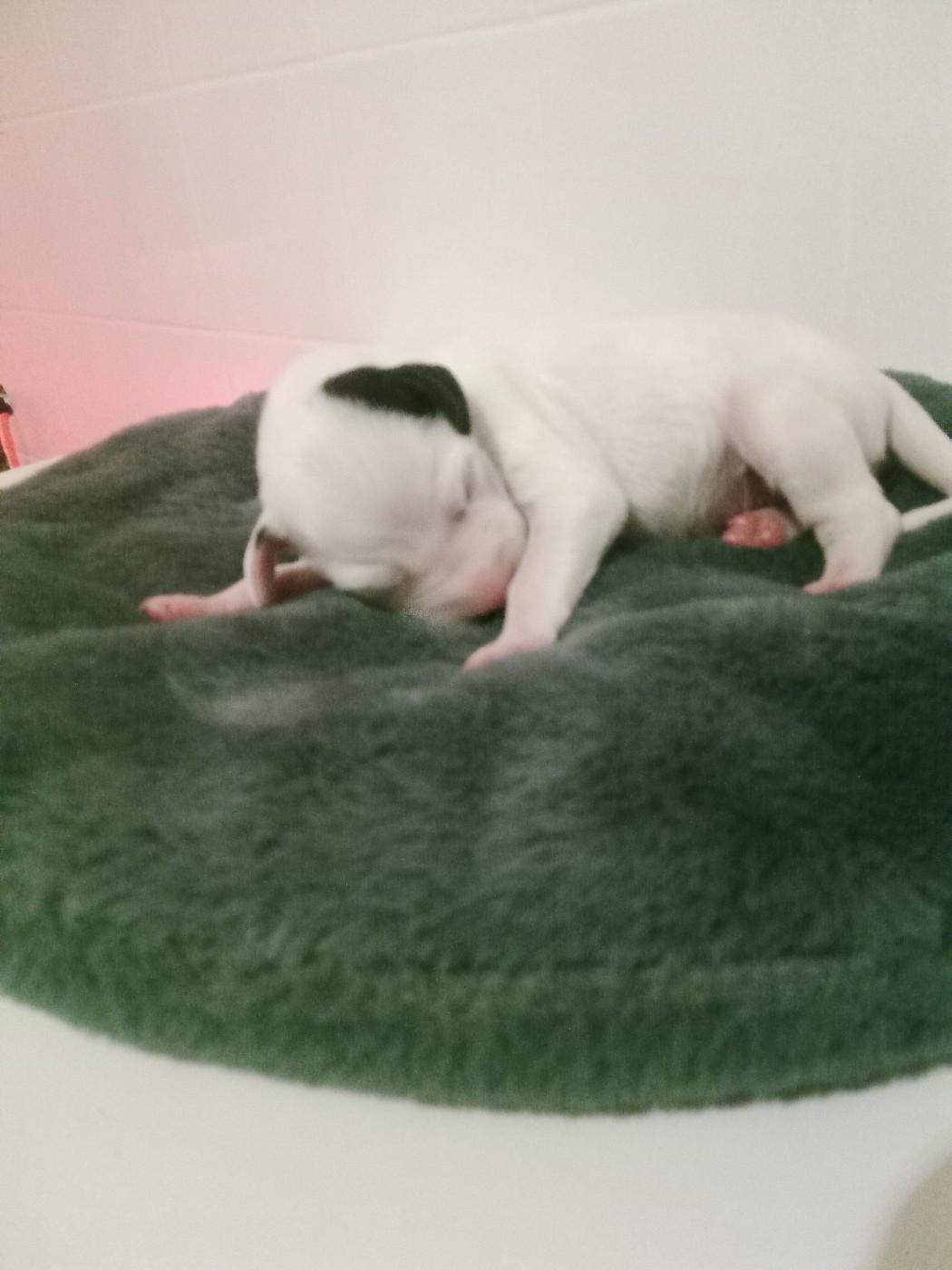 Des Dalmas Du Lac - Chiots disponibles - Dalmatien