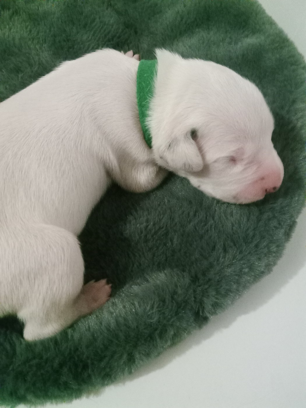 Des Dalmas Du Lac - Chiots disponibles - Dalmatien