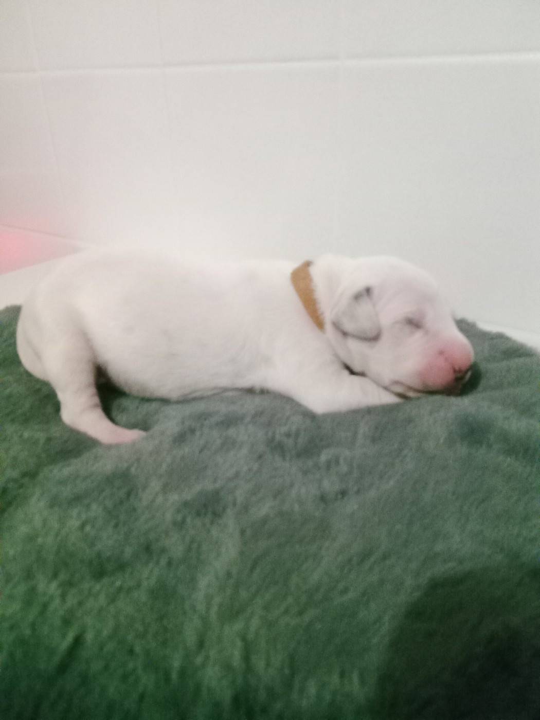 Des Dalmas Du Lac - Chiots disponibles - Dalmatien