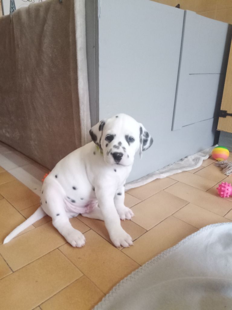 Des Dalmas Du Lac - Chiots disponibles - Dalmatien