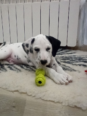 CHIOT 2