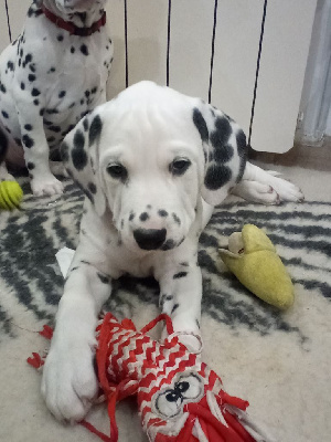 CHIOT 3