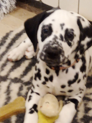 CHIOT 6