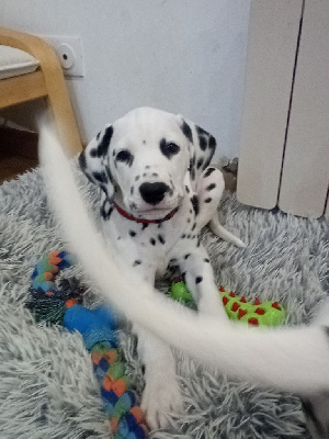 CHIOT 1