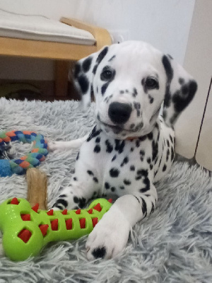 CHIOT 5