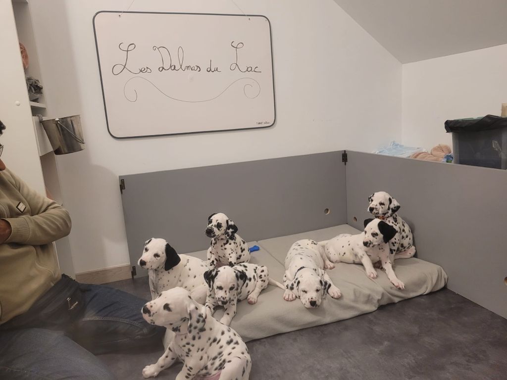 Des Dalmas Du Lac - Dalmatien - Portée née le 10/10/2024