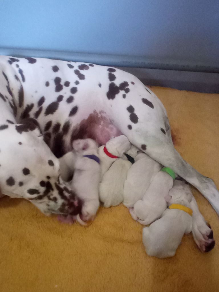 Des Dalmas Du Lac - Dalmatien - Portée née le 27/07/2025
